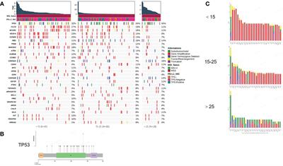 Age-dependent molecular variations in osteosarcoma: implications for precision oncology across pediatric, adolescent, and adult patients